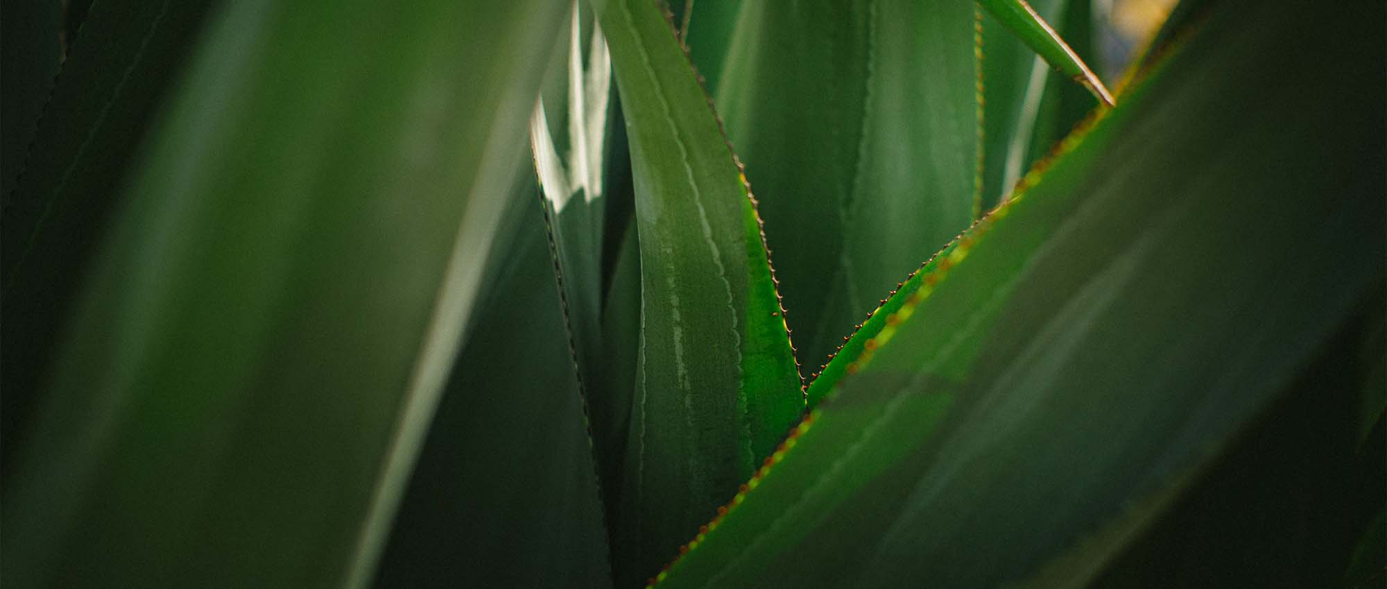 Close up of plant leaves