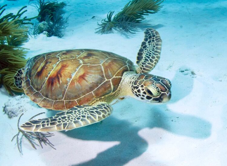 Sea turtle swimming in shallow water