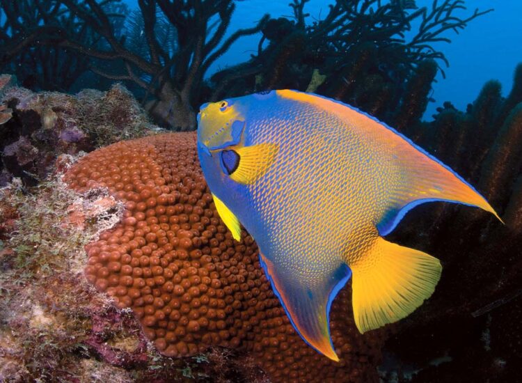 Kleurrijke vis die onder water zwemt