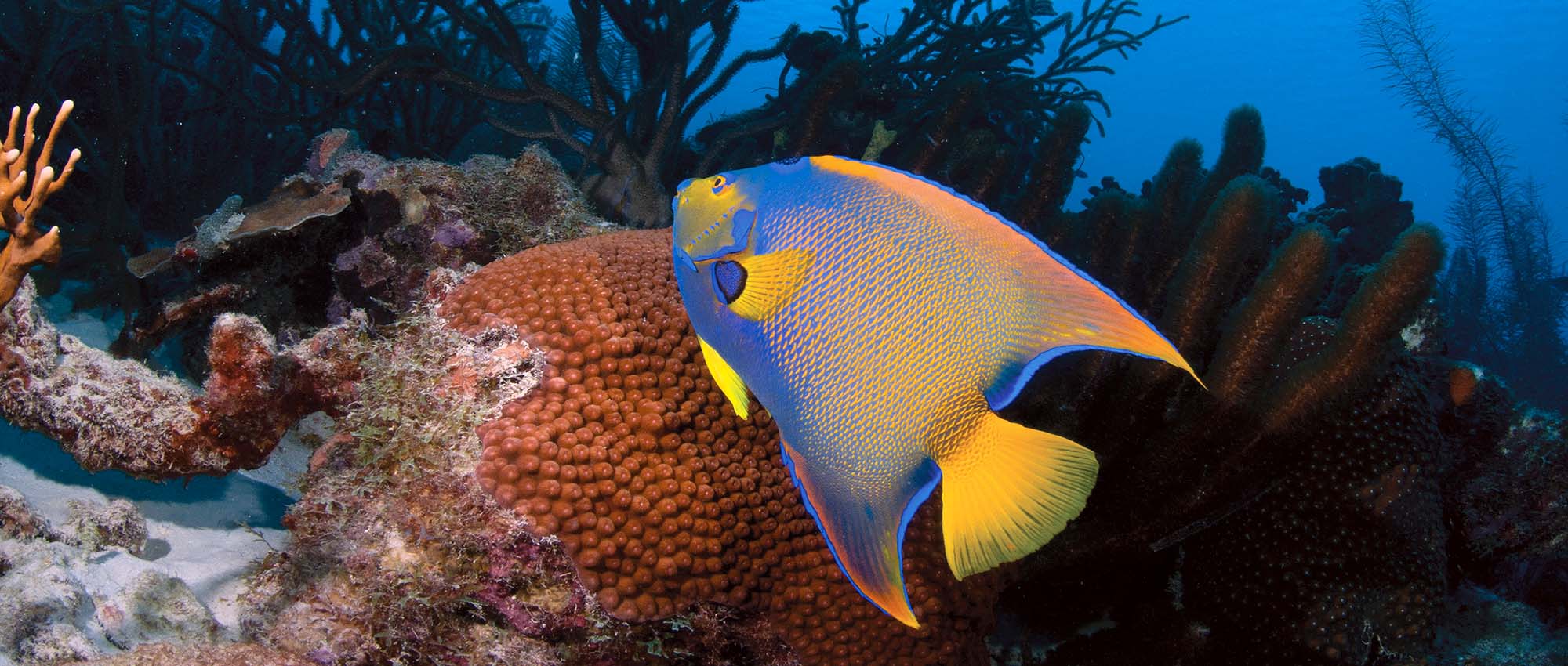 Colorful fish swimming underwater