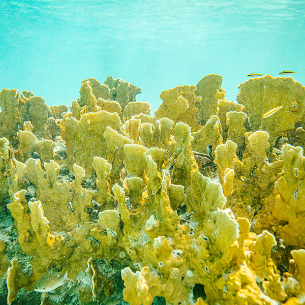 Underwater coral bloom