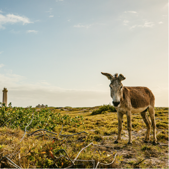 Donkey standing in front of a lighthouse