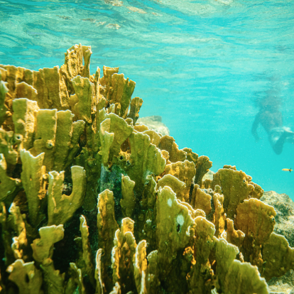 Underwater barnacle reef