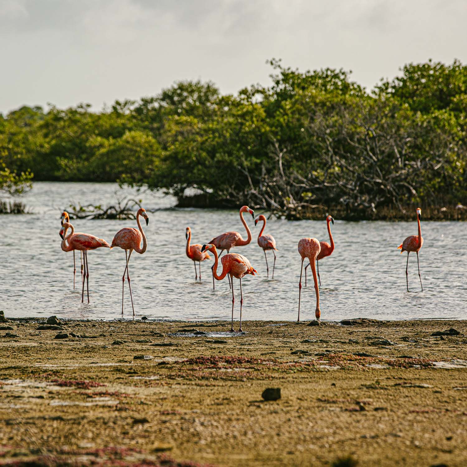 Groep flamingo's die zich in water bevinden