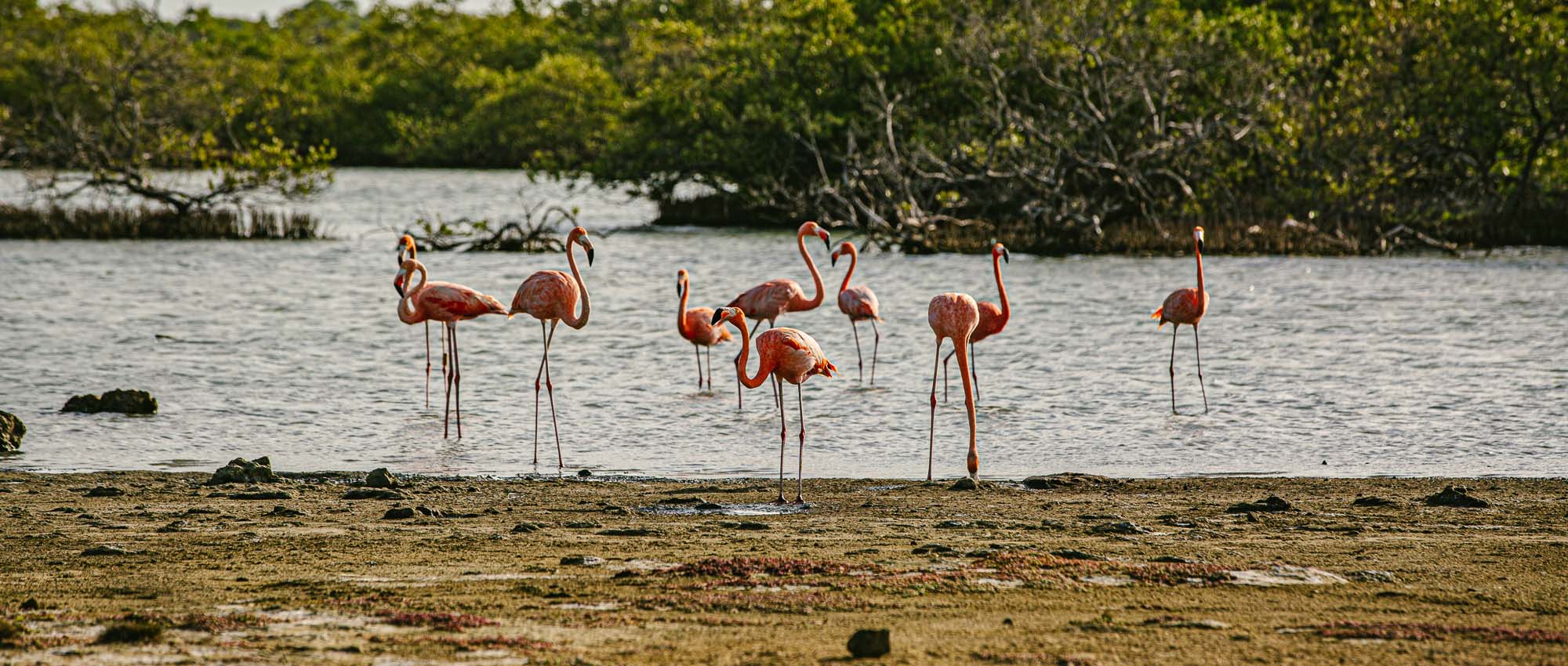Groep flamingo's die zich in water bevinden