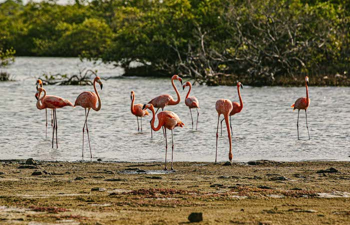 Group of flamingos standing in water