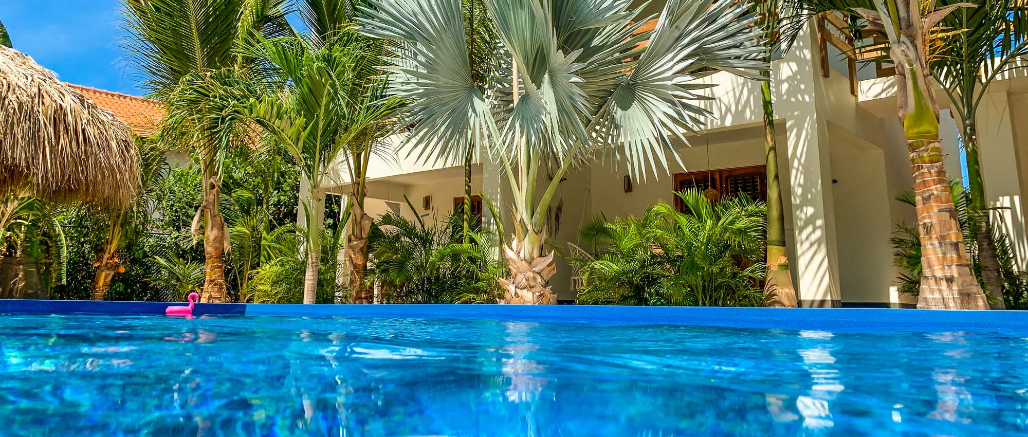 Outdoor pool area surrounded by palm trees