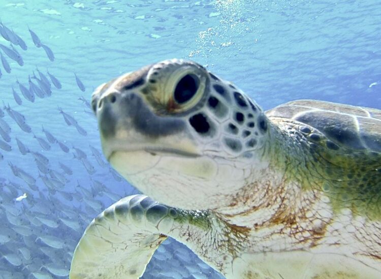 Close-up opname van zeeschildpadden en een school vissen