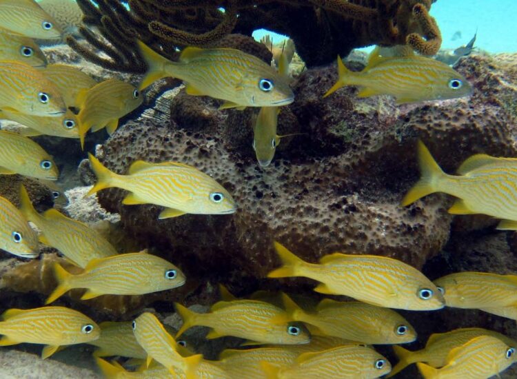 Close up shot of underwater sea life