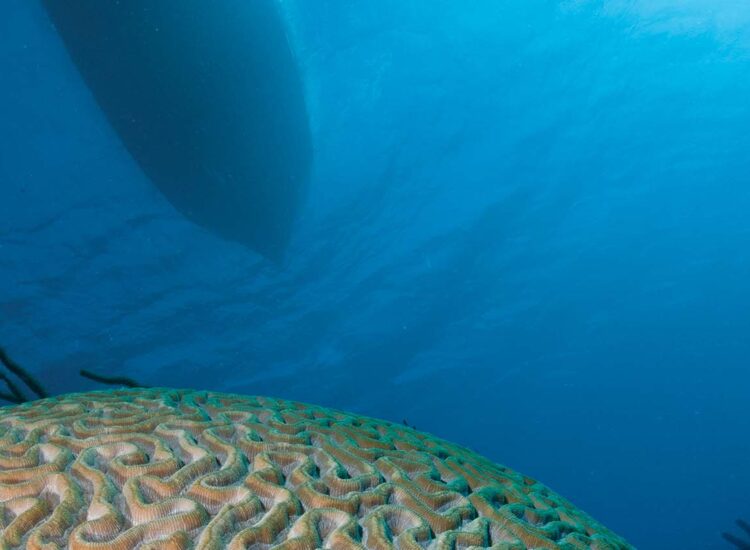 Close up shot of underwater sea life