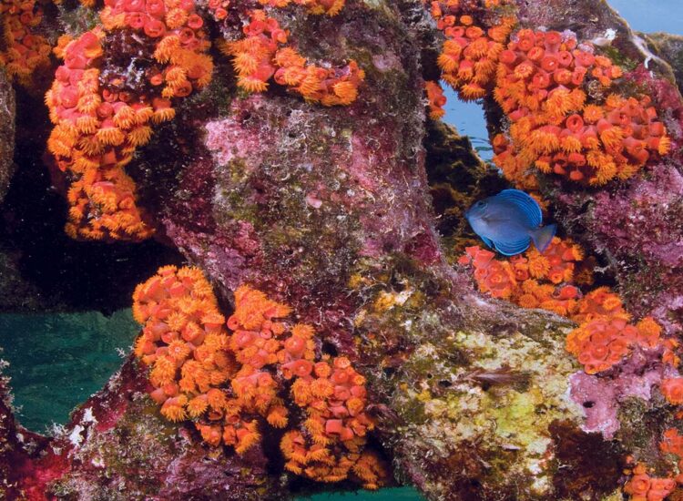 Koralen in de zee