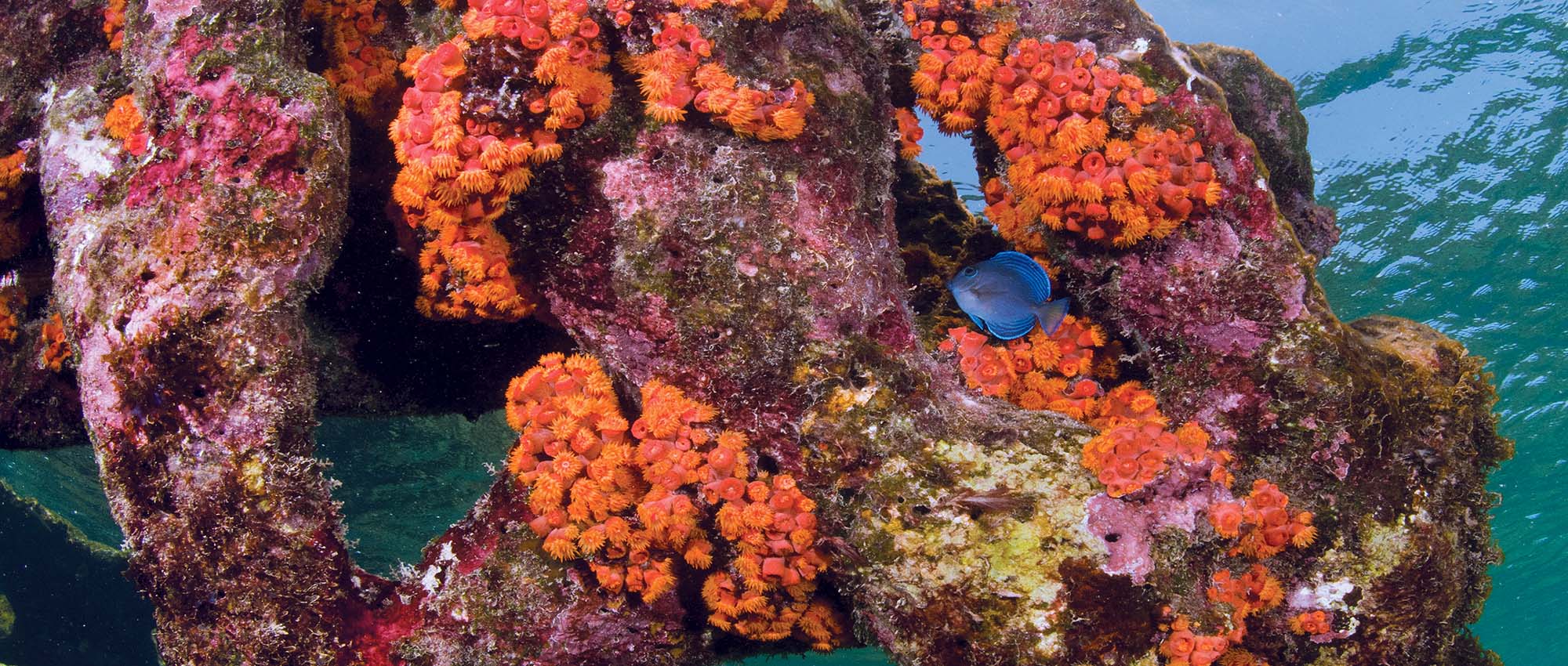 Fish swimming near some coral