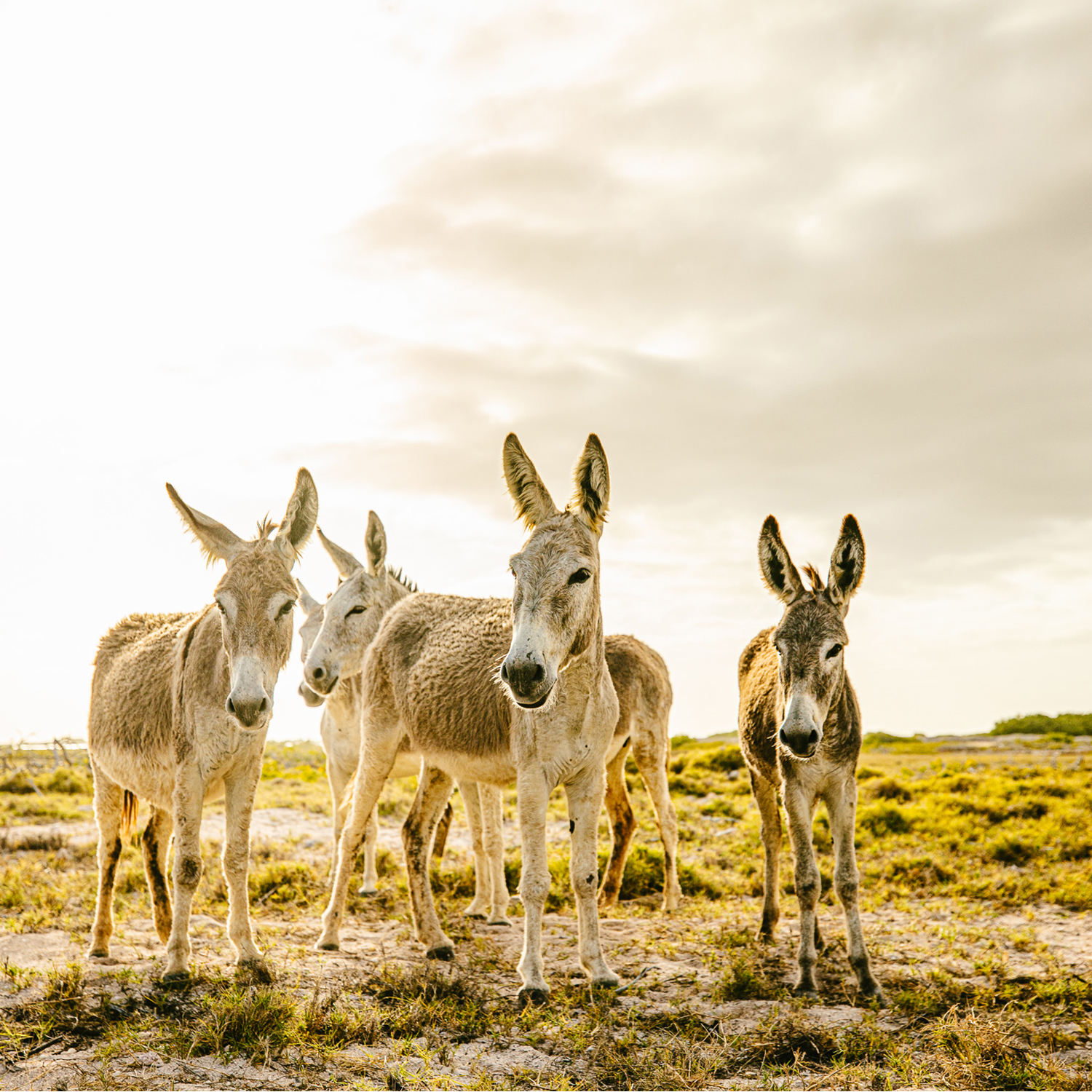 Group of four donkeys in green field