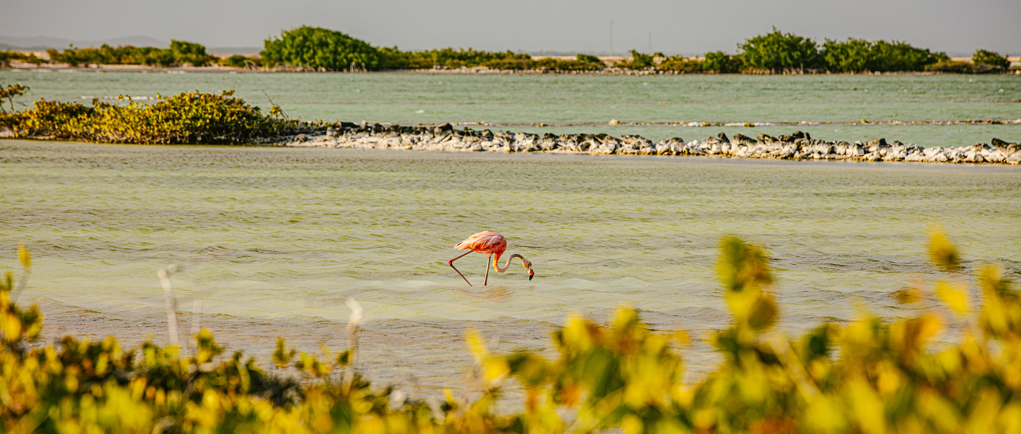 Flamingo standing in beach water