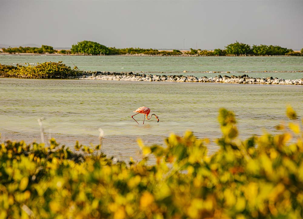 Flamingo standing in beach water