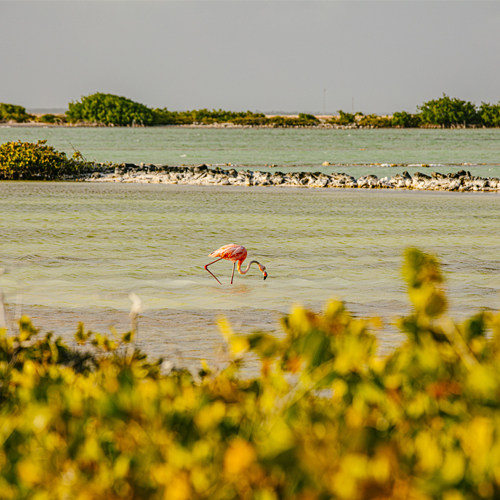 Flamingo staande in strandwater