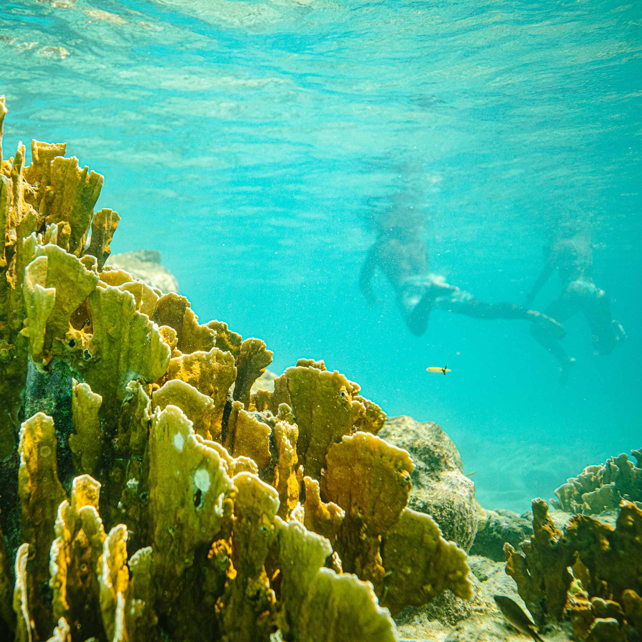 Onderwater zicht op corel reef met snorkelaars op de achtergrond