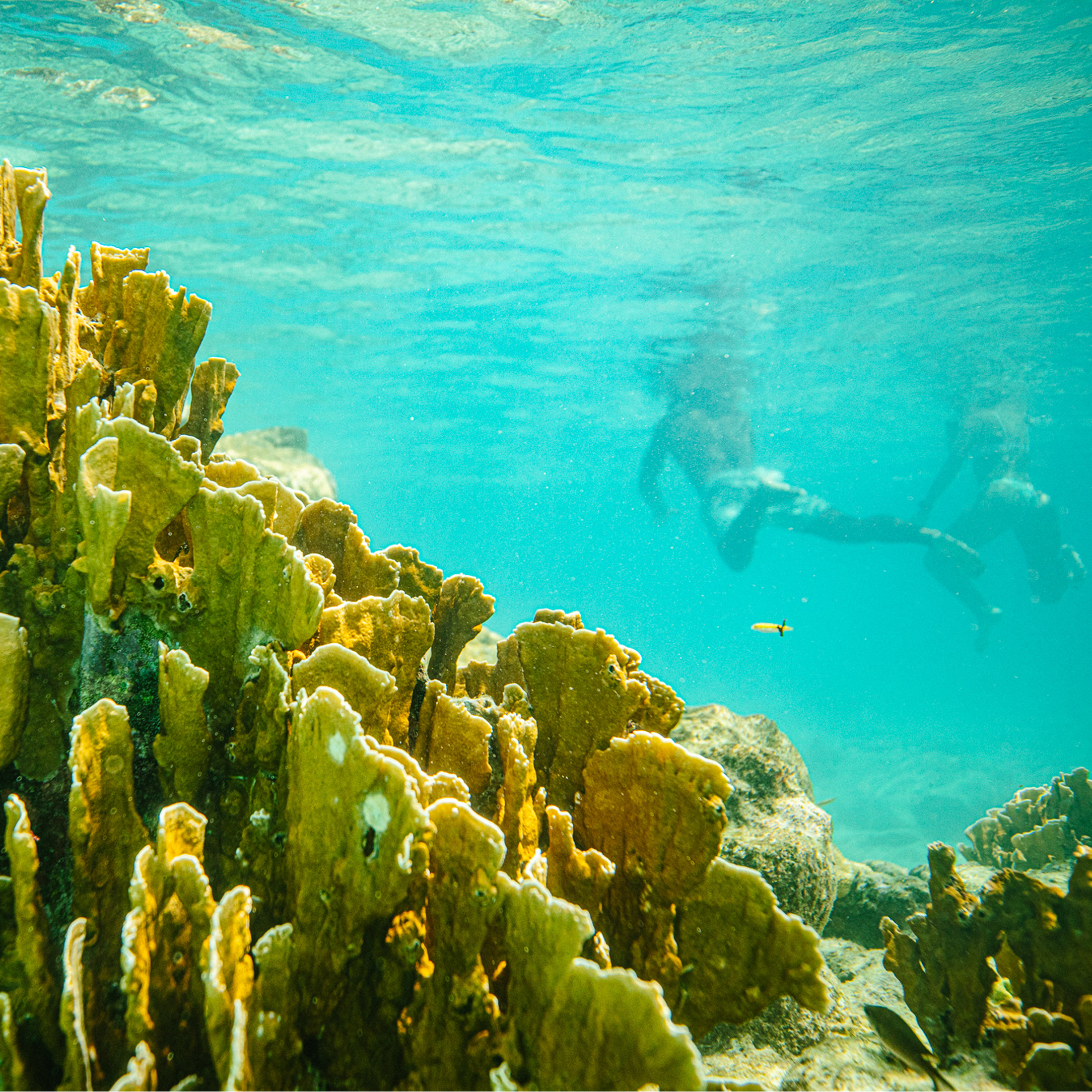 Onderwater uitzicht op koraalrif met snorkelaars op de achtergrond