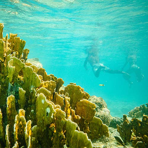 Underwater view of coral reef