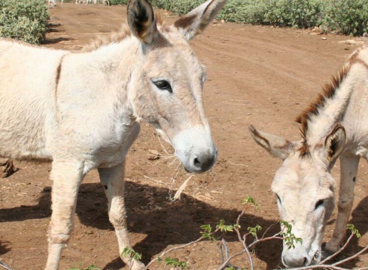Two donkeys on a dirt road