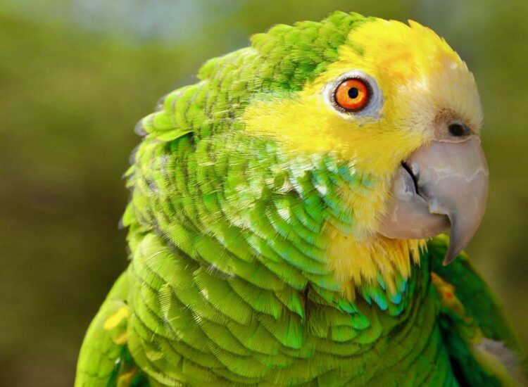 Close-up opname van een groen en geel vogeltje