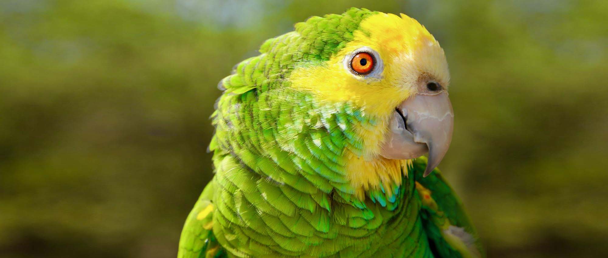 Close up shot of green and yellow bird