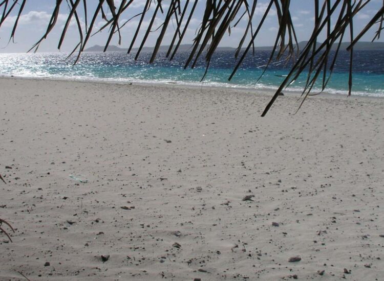 Blik op wit zand en oceaan door palmbladeren