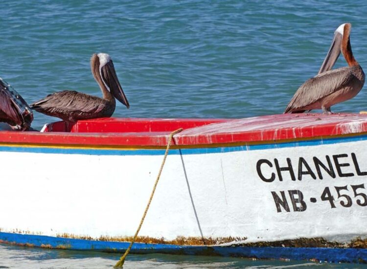 Pelikanen zitten op een oude boot in de oceaan