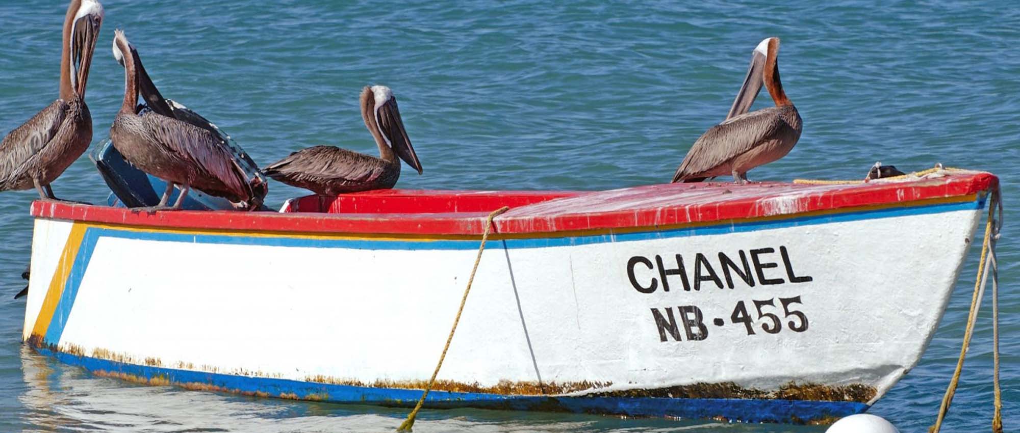 Pelicans sitting on an old boat in the ocean