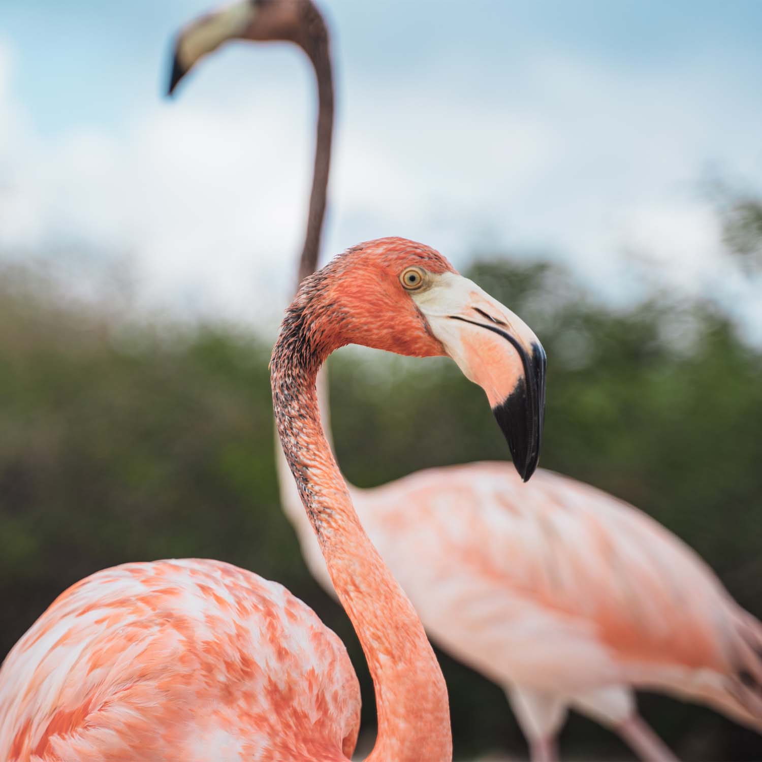 Portrait of two flamingos