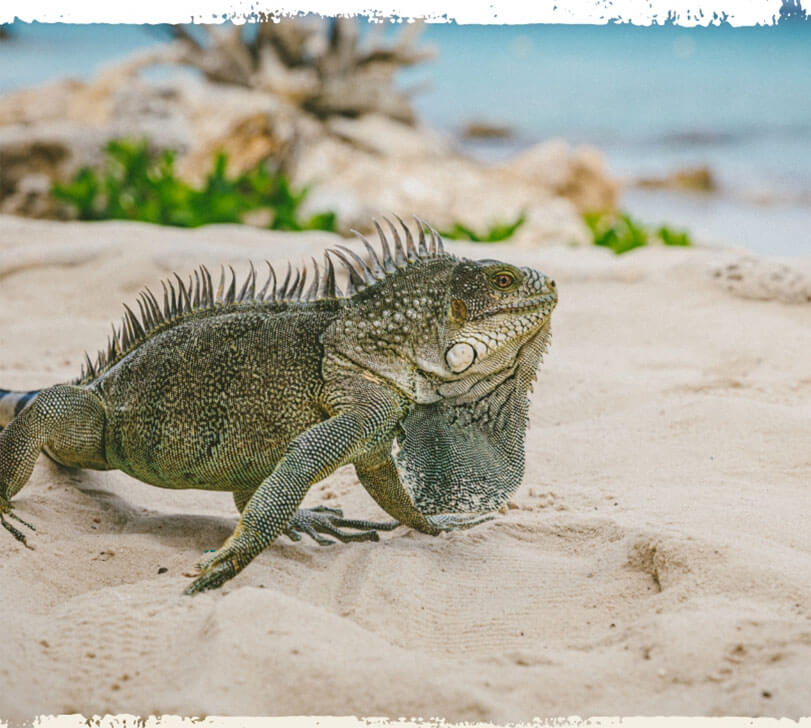 Iguana sitting on a sandy beach