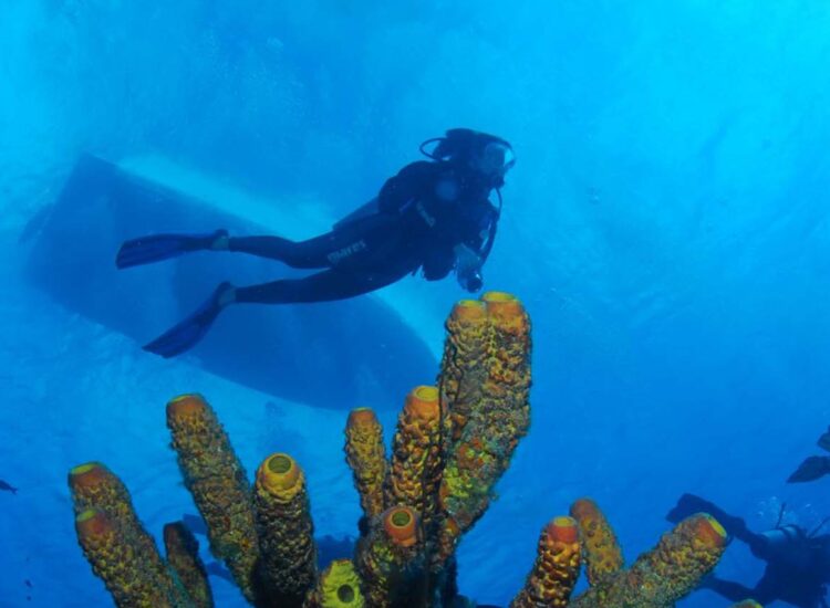 A few divers swimming near some coral