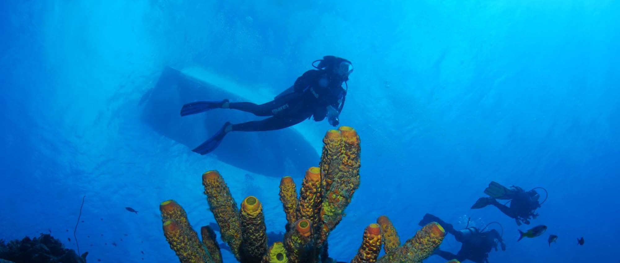 A few divers swimming near some coral