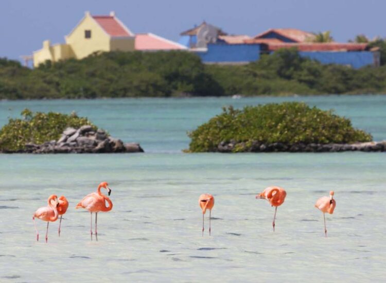 Multiple flamingos in the water with yellow and blue buildings in the background
