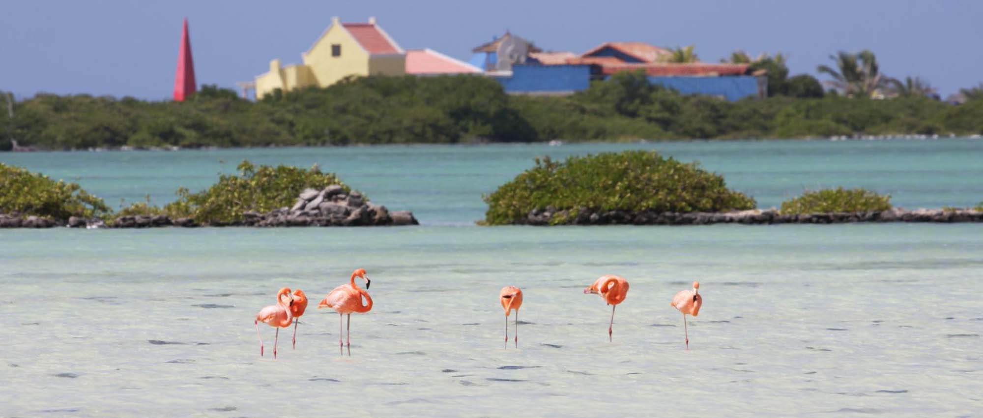 Meerdere flamingo's in het water met gele en blauwe gebouwen op de achtergrond