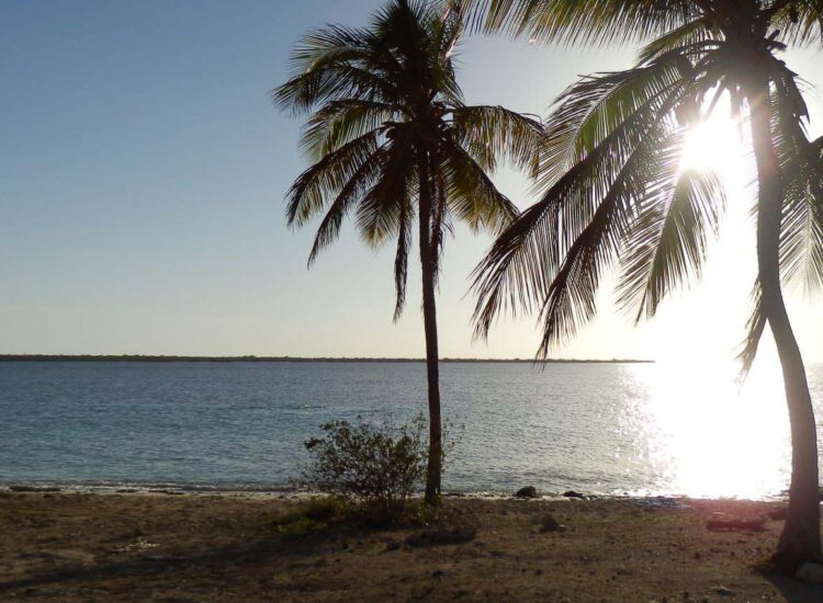 Palmbomen bij de kust tijdens zonsondergang