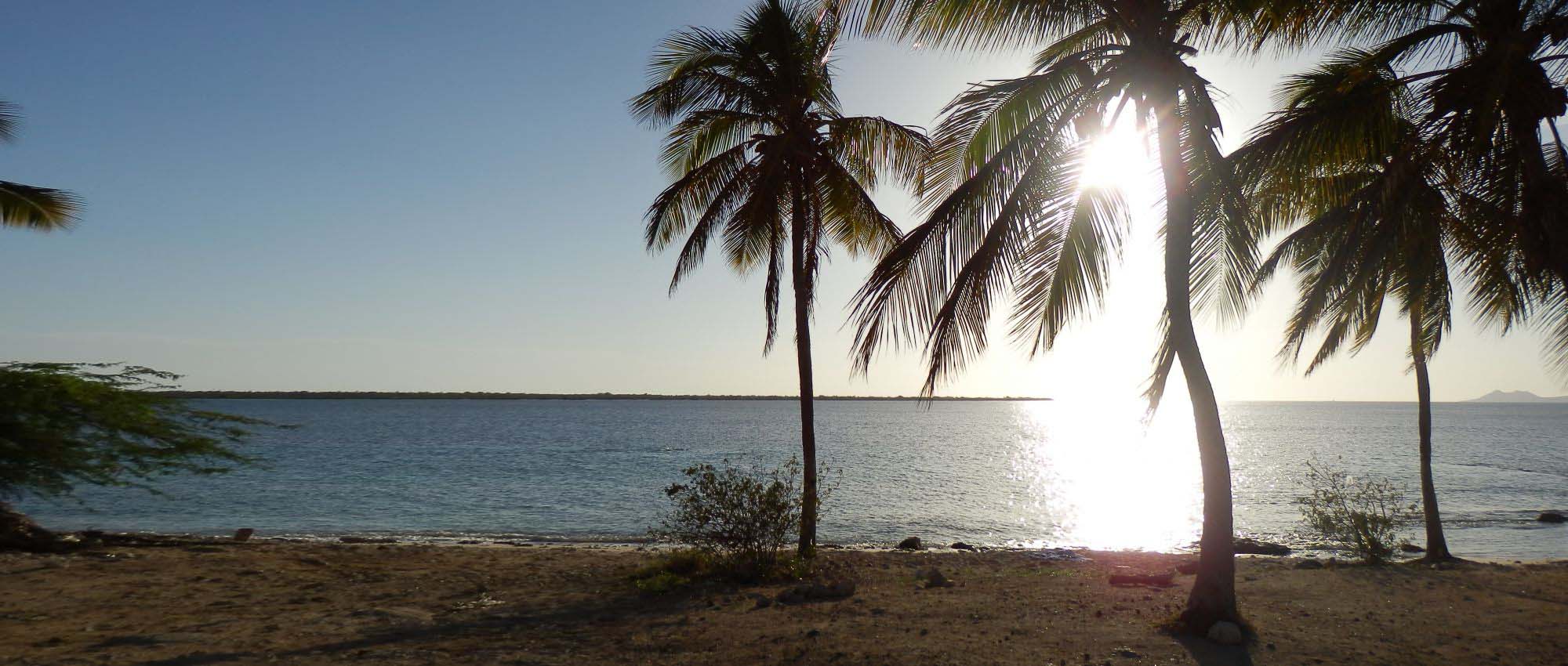 Palmbomen bij de kust tijdens zonsondergang
