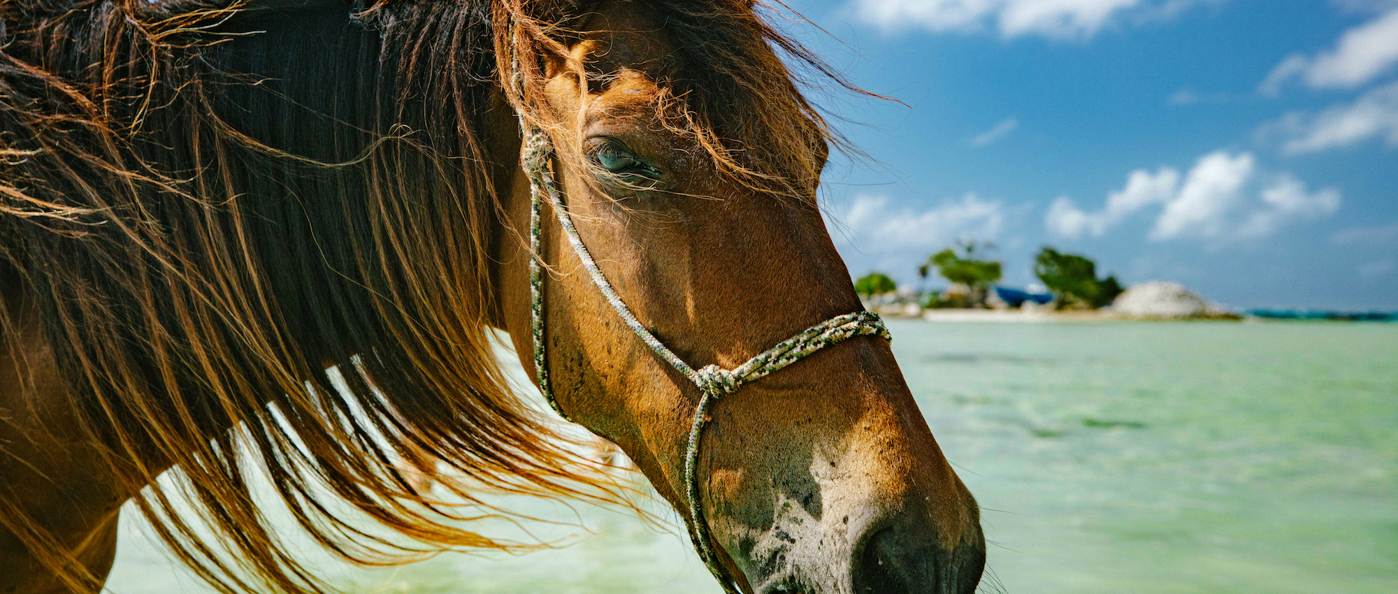 Horse walking near beach