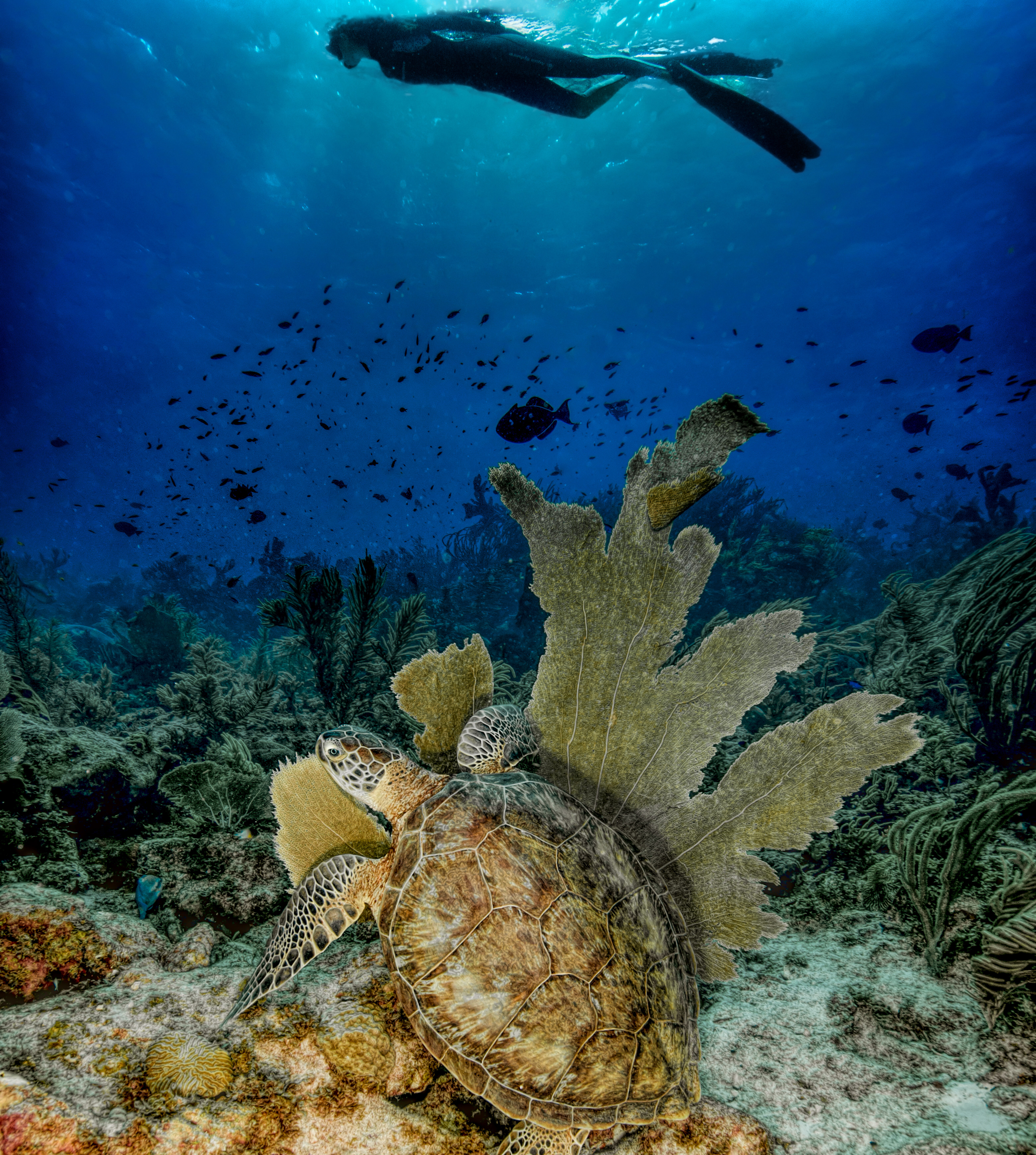 Sea turtle and diver swimming over Bonaire coral reef