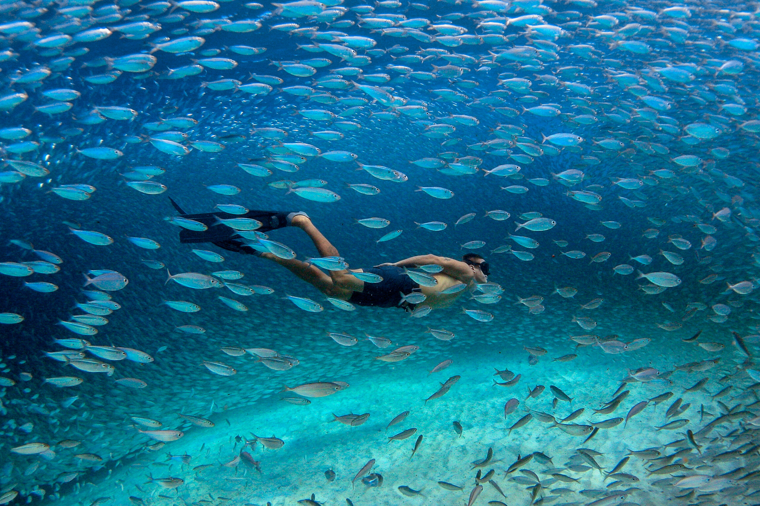 Close-up of tropical fish and freediver swimming around Bonaire reef